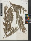 Foto von Salix alba L.